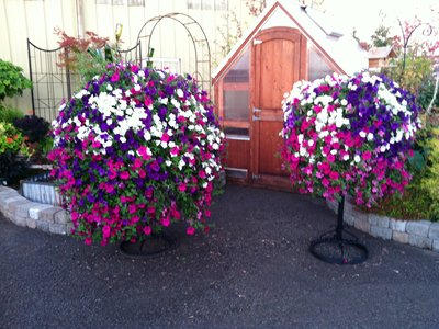 plant on left with umbrella. Same plant on right with out umbrella.